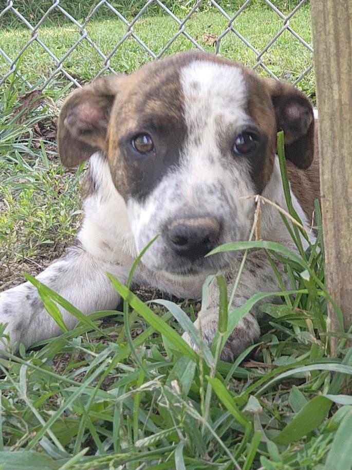 Enlarge NATASHA 206-26, a Adopted mixed breed in Cambridge, OH image 6/6