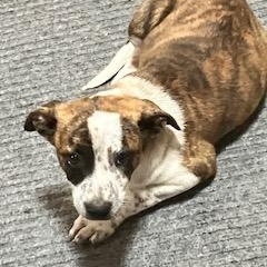 NATASHA 206-26, a ADOPTABLE mixed breed in Cambridge, OH image 3/3