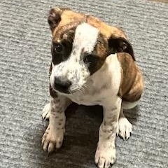 NATASHA 206-26, a ADOPTABLE mixed breed in Cambridge, OH image 2/3