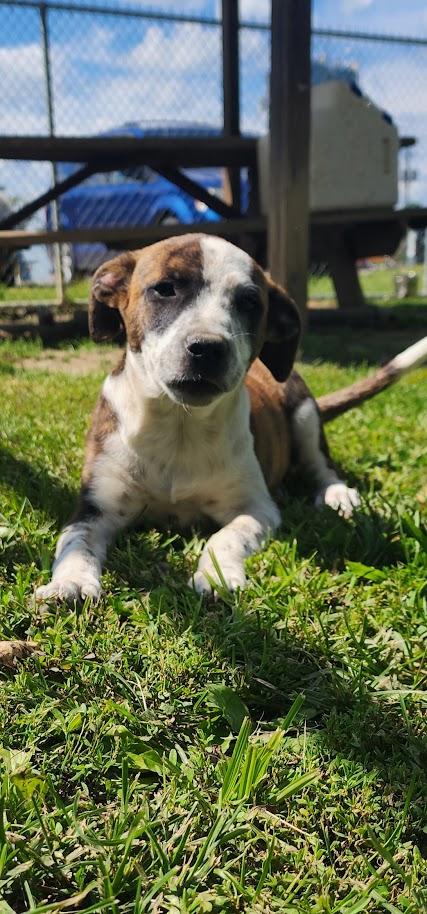 Enlarge NATASHA 206-26, a Adopted mixed breed in Cambridge, OH image 1/6