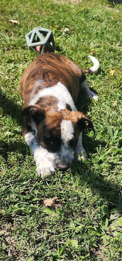 Enlarge NATASHA 206-26, a Adopted mixed breed in Cambridge, OH image 4/6