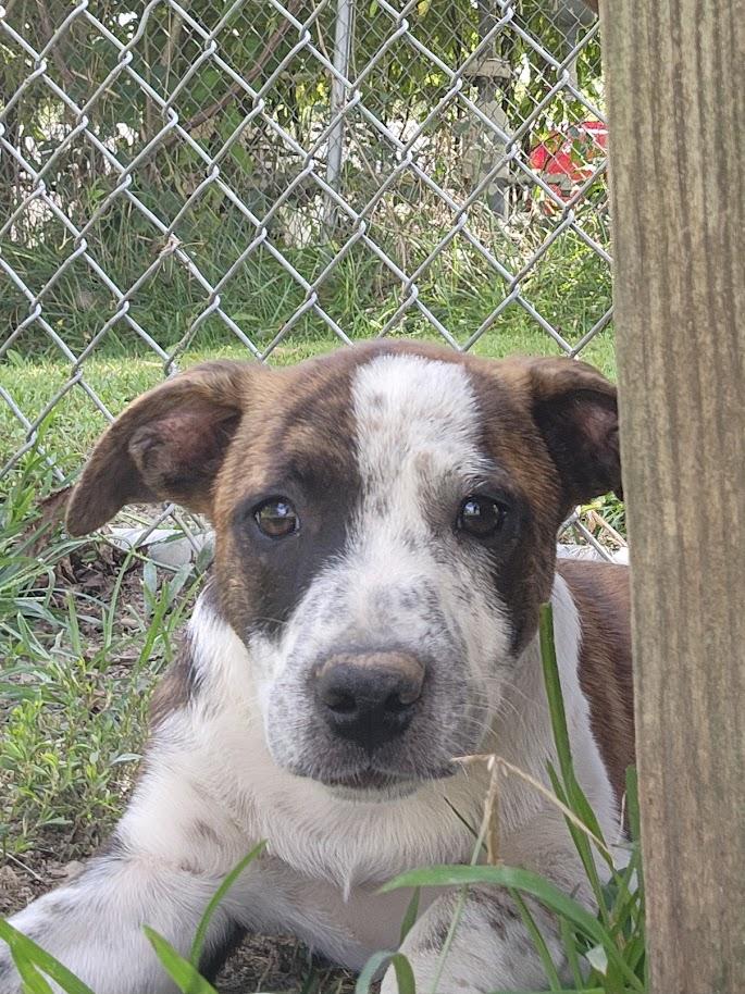 Enlarge NATASHA 206-26, a Adopted mixed breed in Cambridge, OH image 5/6
