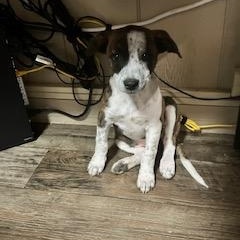 NATASHA 206-26, ADOPTABLE, Puppy Female Australian Cattle Dog / Blue Heeler.