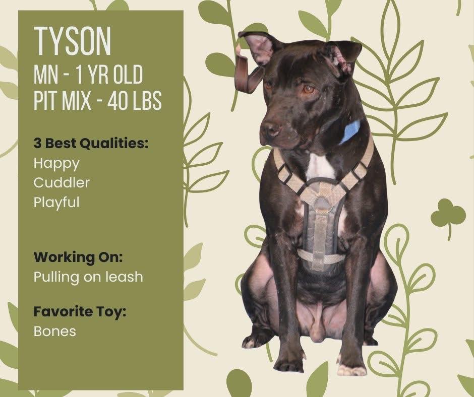 Enlarge Tyson *available for adoption special*, a Adoptable mixed breed in Salamanca, NY image 1/1