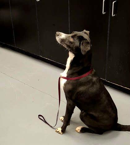 Pepper Sadie, a Adoptable mixed breed in Bowling Green, KY image 1/3