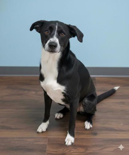 Pepper Sadie, a Adoptable mixed breed in Bowling Green, KY image 2/3
