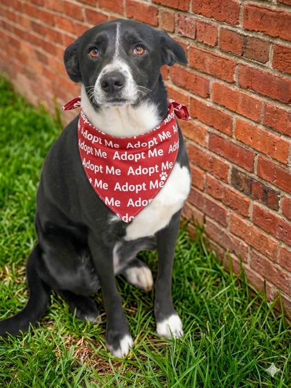 Enlarge Pepper Sadie- SPONSORED, a Adoptable mixed breed in Bowling Green, KY image 3/3