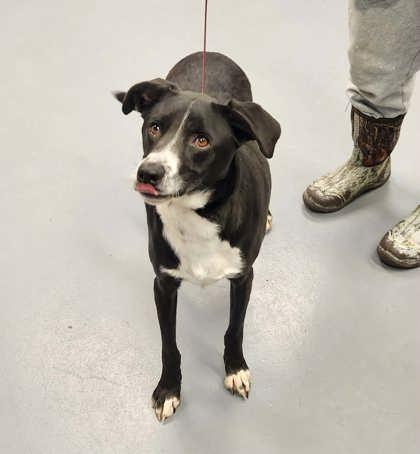 Pepper Sadie, a Adoptable mixed breed in Bowling Green, KY image 3/3