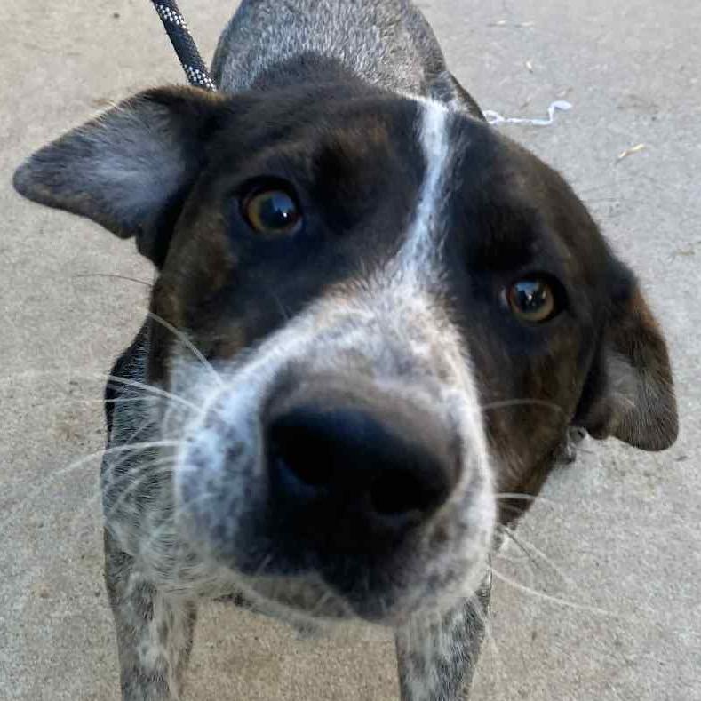 Enlarge Isaac, a Adoptable mixed breed in Jacksonville, AR image 1/1