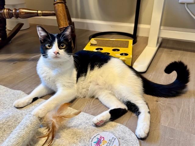 Mochi — thumbnail 2