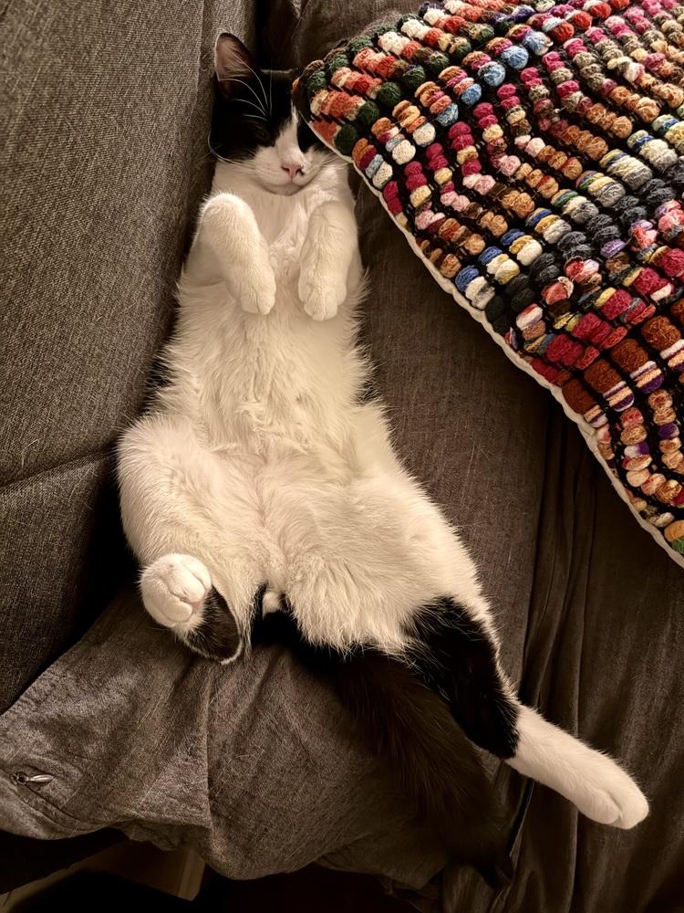 Mochi — thumbnail 3