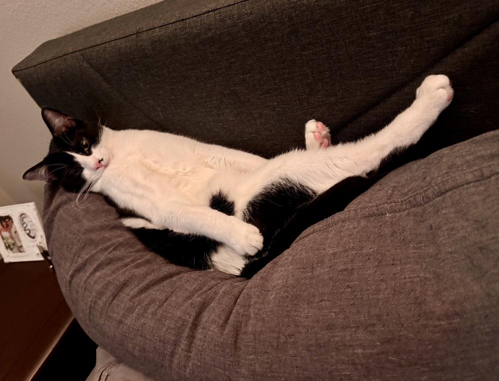 Mochi — thumbnail 4