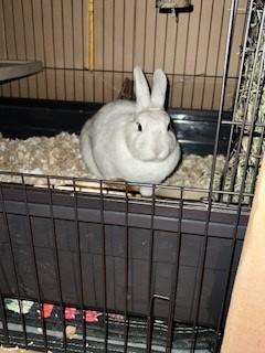 Peter Girl photo 1