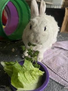 Peter Girl photo 3
