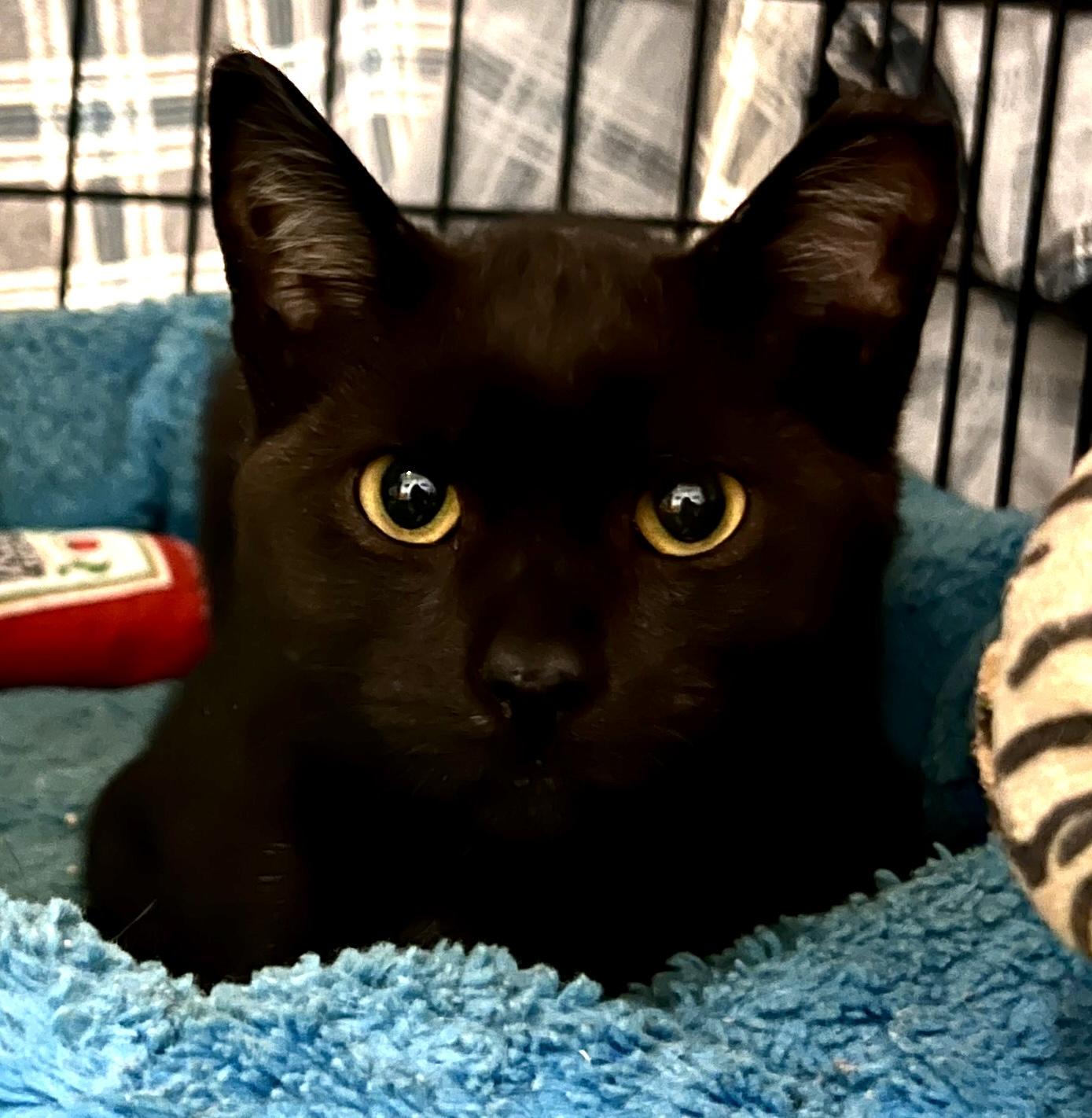 SPOTTY (COURTESY POST), a other Domestic Short Hair in Puyallup, WA image 1/2