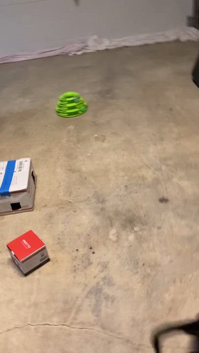 Enlarge SPOTTY (COURTESY POST), a other Domestic Short Hair in Puyallup, WA video 2/2