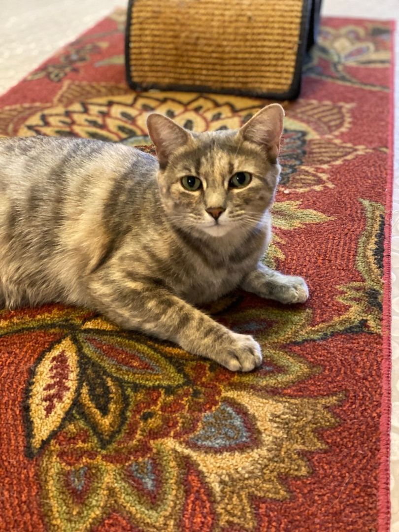 Enlarge Emi, a Adoptable mixed breed in Phoenix, AZ image 8/12