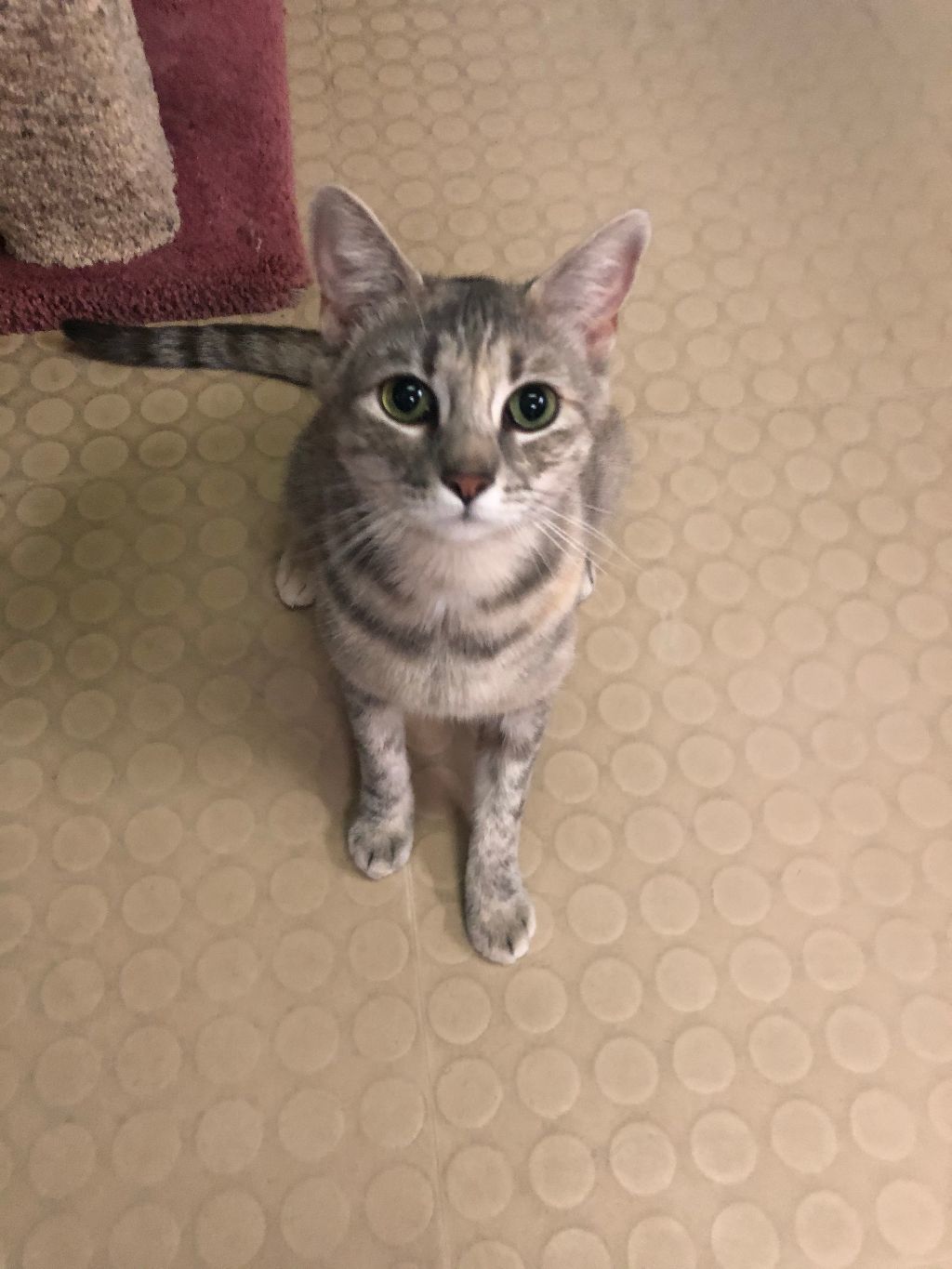 Enlarge Emi, a Adoptable mixed breed in Phoenix, AZ image 9/12