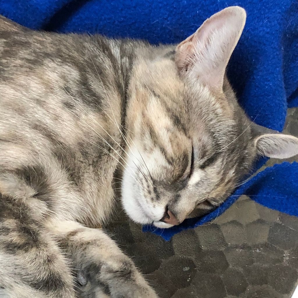 Enlarge Emi, a Adoptable mixed breed in Phoenix, AZ image 1/12