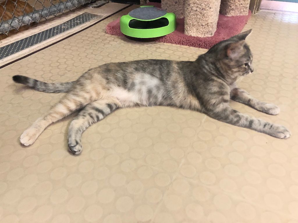 Enlarge Emi, a Adoptable mixed breed in Phoenix, AZ image 12/12