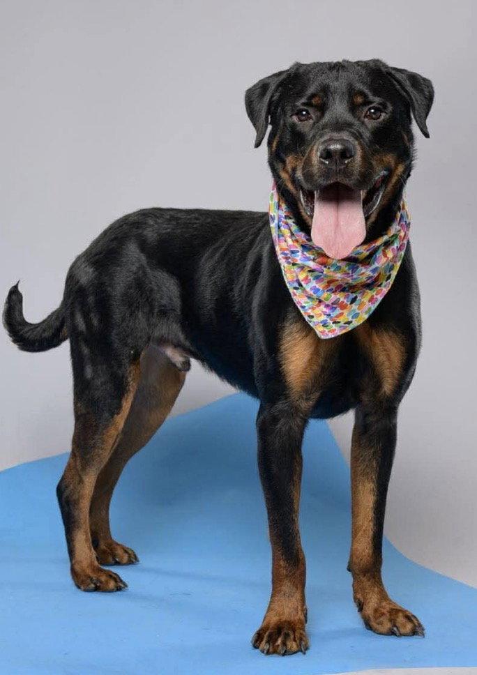 Enlarge Miso, a Adoptable Rottweiler in Hillsboro, NH image 2/2