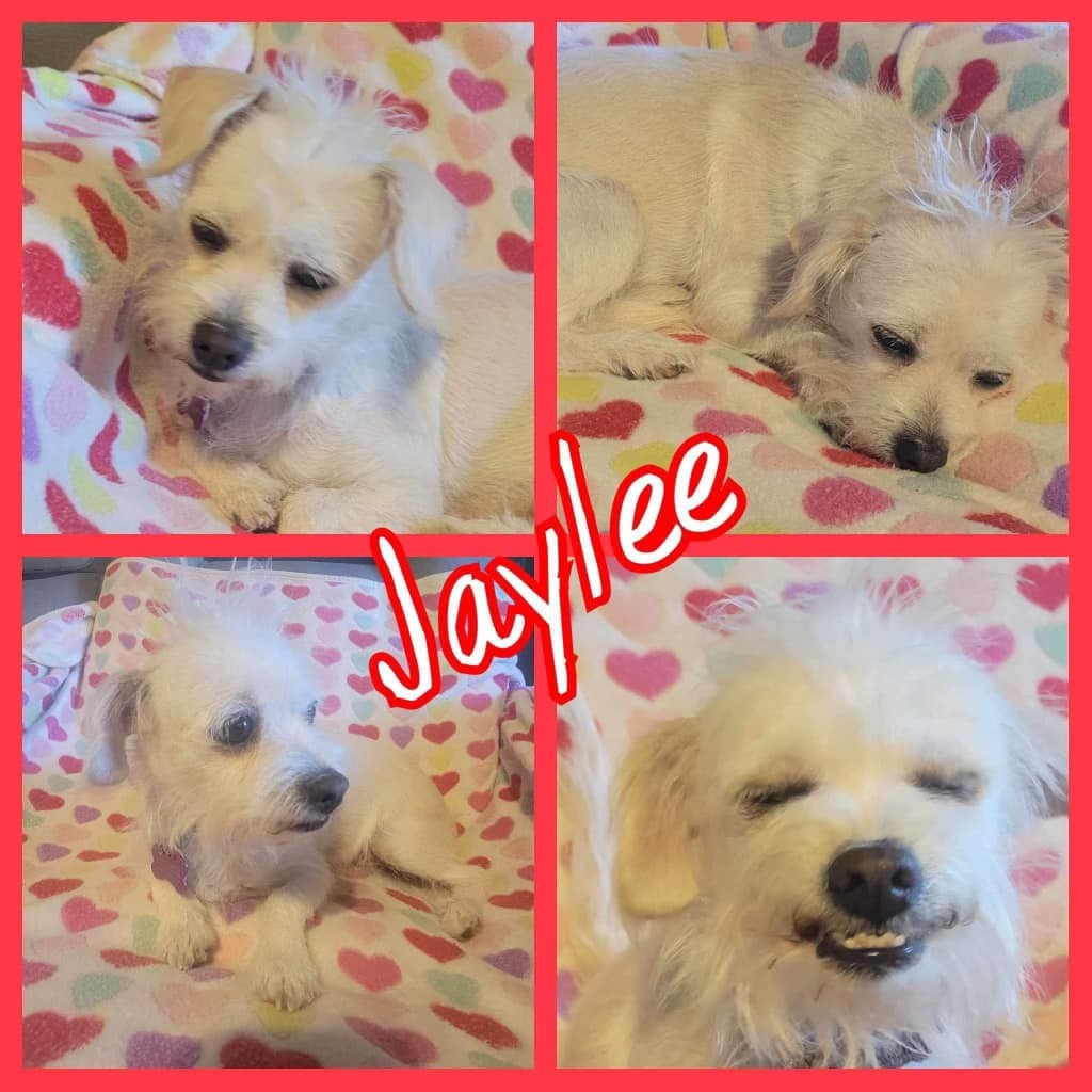 Jaylee, an adopted Terrier Mix in Midland, TX_image-1