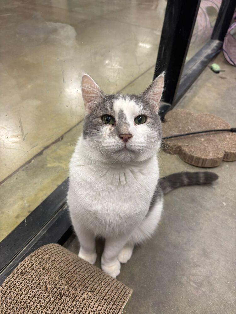 Dollop, Adoptable, Adult Male Domestic Short Hair.