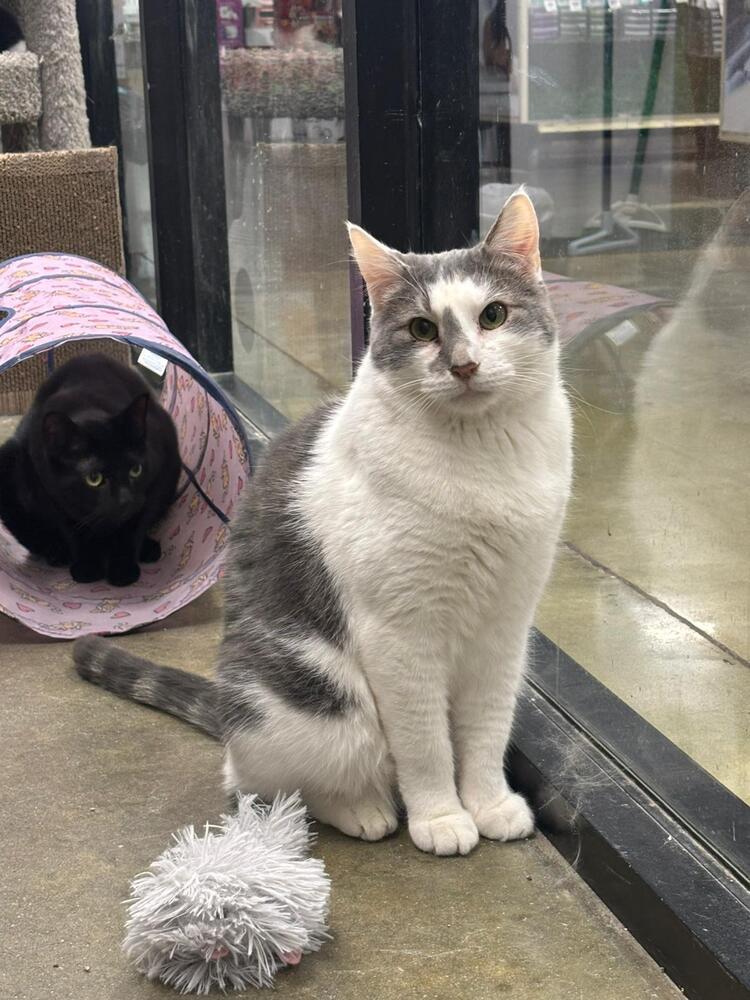 Enlarge Dollop, a Adoptable mixed breed in Pittstown, NJ image 2/6