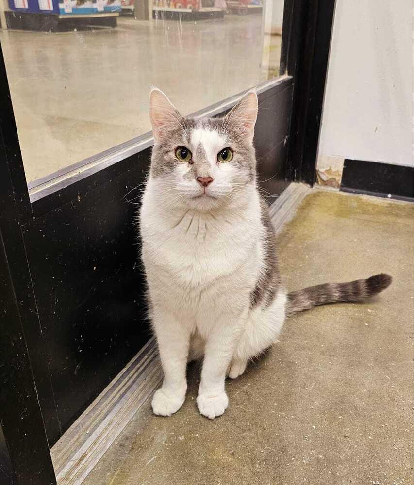 Enlarge Dollop, a Adoptable mixed breed in Pittstown, NJ image 5/6
