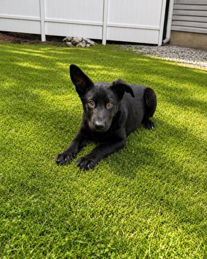 Enlarge Skipper , an adopted German Shepherd Dog in Dahlonega, GA image 1/1