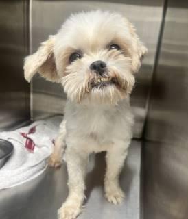 Enlarge Meringue (ID 52661), an adopted mixed breed in Manassas, VA image 1/1