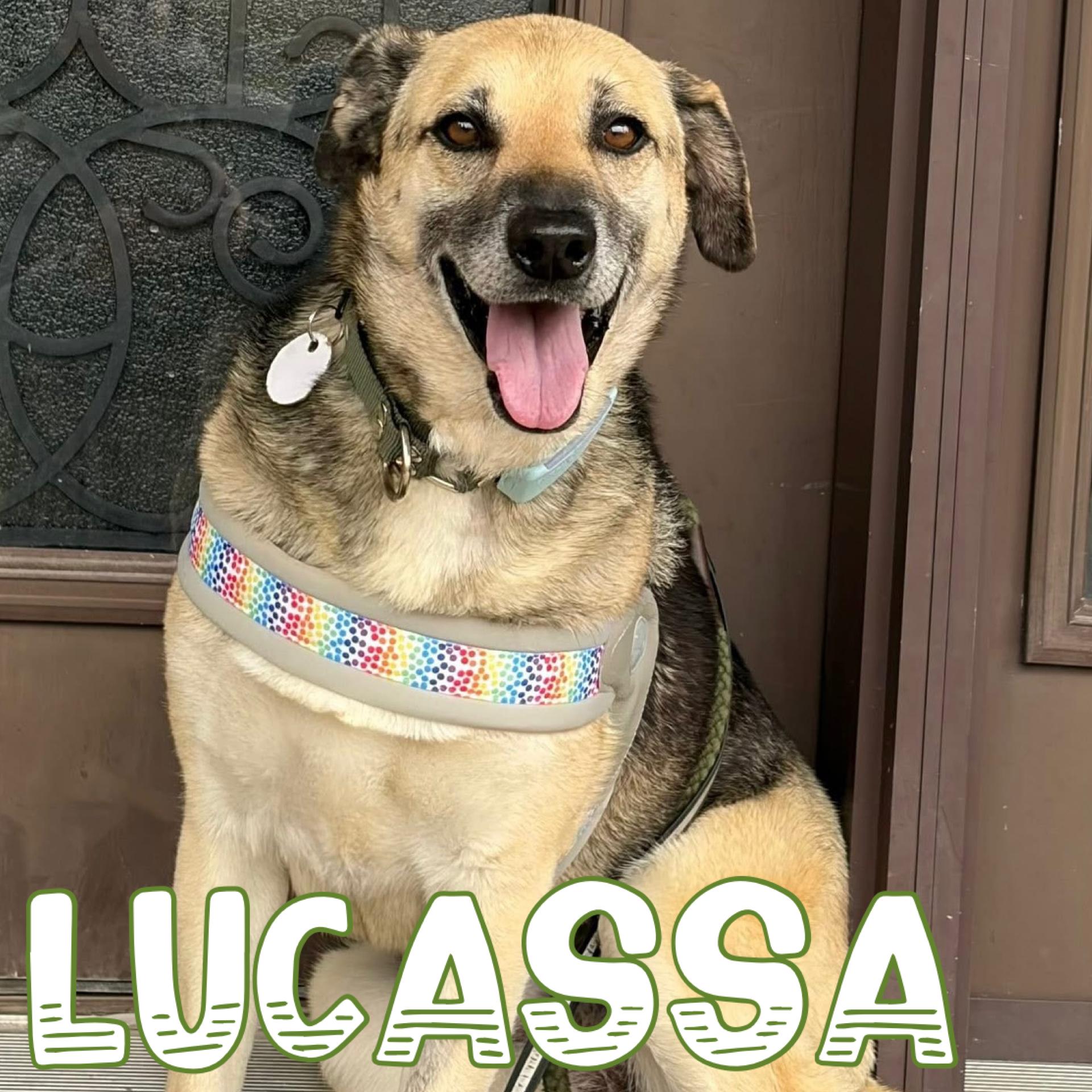 Enlarge Lucassa, a Adoptable mixed breed in Markham, ON image 2/6