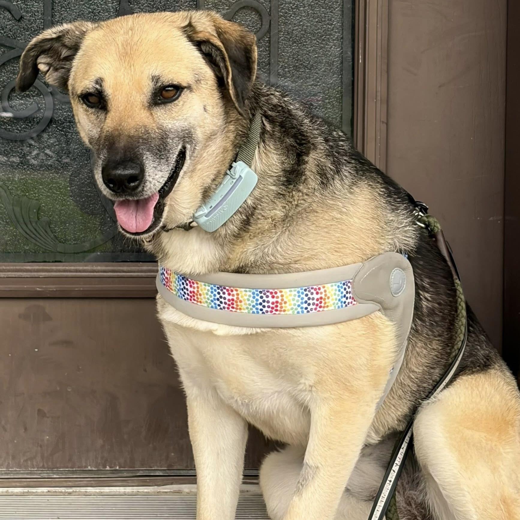 Enlarge Lucassa, a Adoptable mixed breed in Markham, ON image 4/6