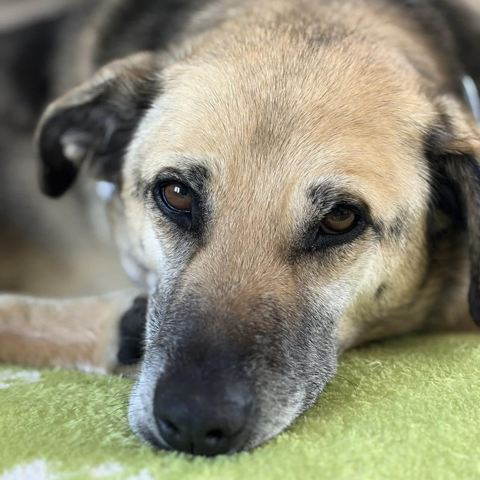 Lucassa, Adoptable, Senior Female Mixed Breed & Shepherd.