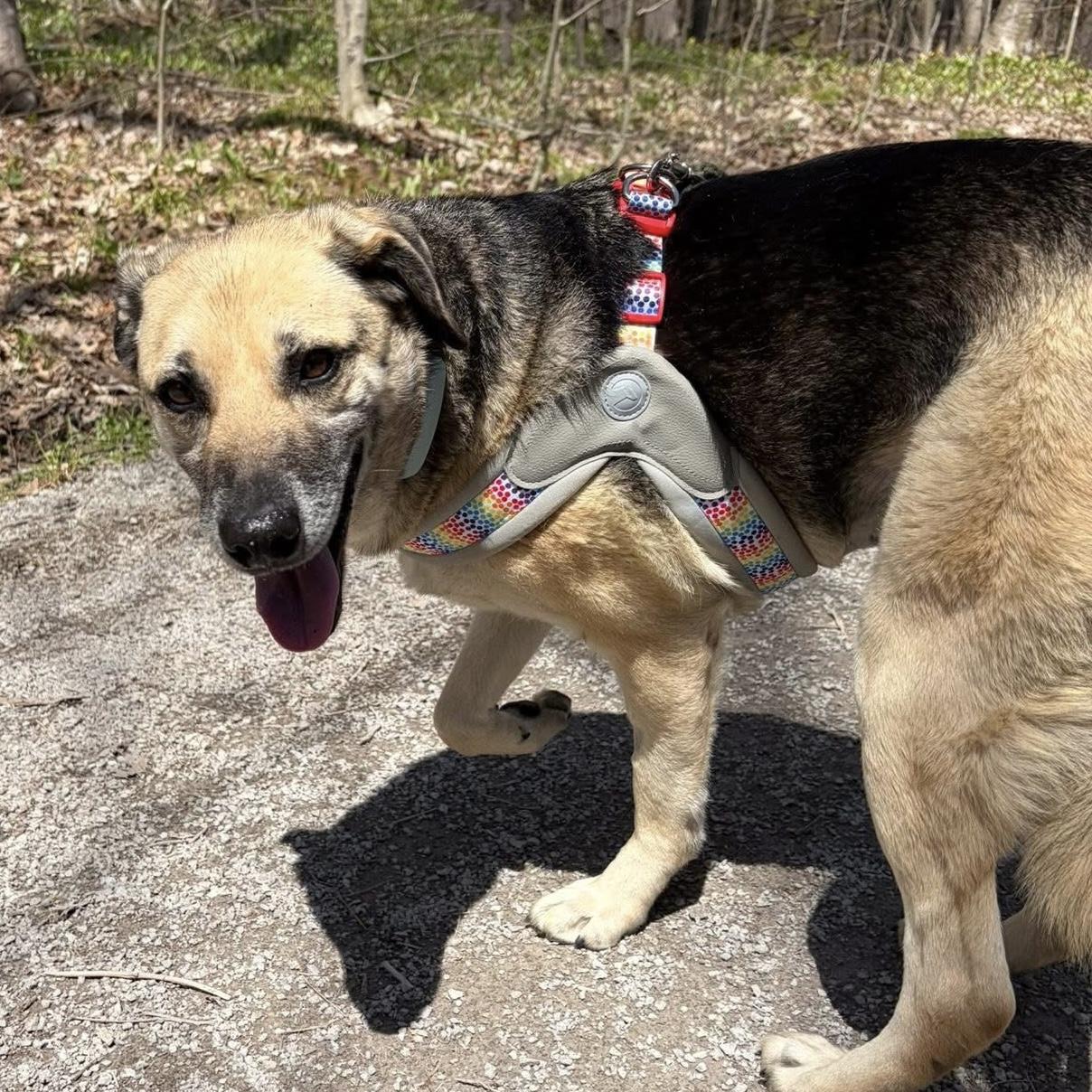 Enlarge Lucassa, a Adoptable mixed breed in Markham, ON image 6/6