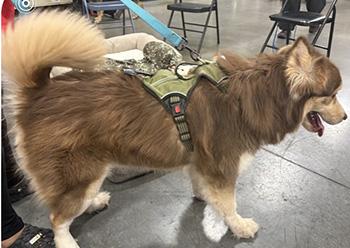 Luke, Adoptable, Adult Male Husky & German Shepherd Dog.