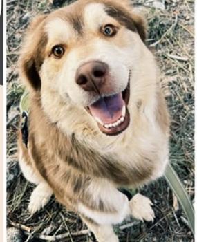 Luke, a Adoptable mixed breed in Las Vegas, NV image 2/4