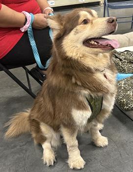 Luke, Adoptable, Adult Male Husky & German Shepherd Dog.