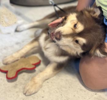 Luke, a Adoptable mixed breed in Las Vegas, NV image 4/4