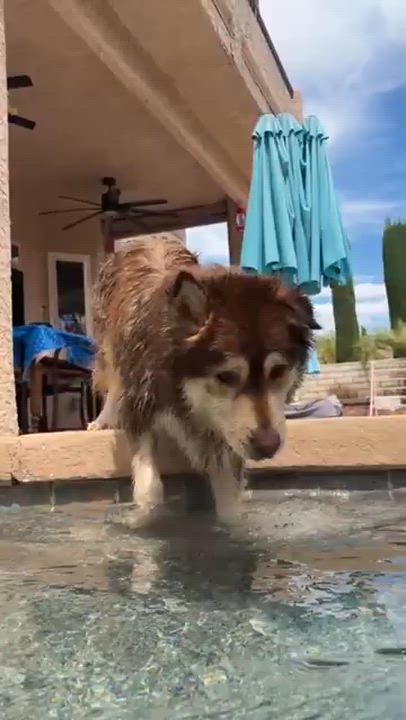 Enlarge Luke, a Adoptable mixed breed in Las Vegas, NV video 5/5