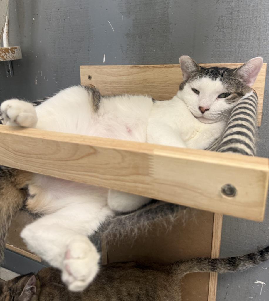 Cupcake, Adoptable, Adult Female Domestic Short Hair.