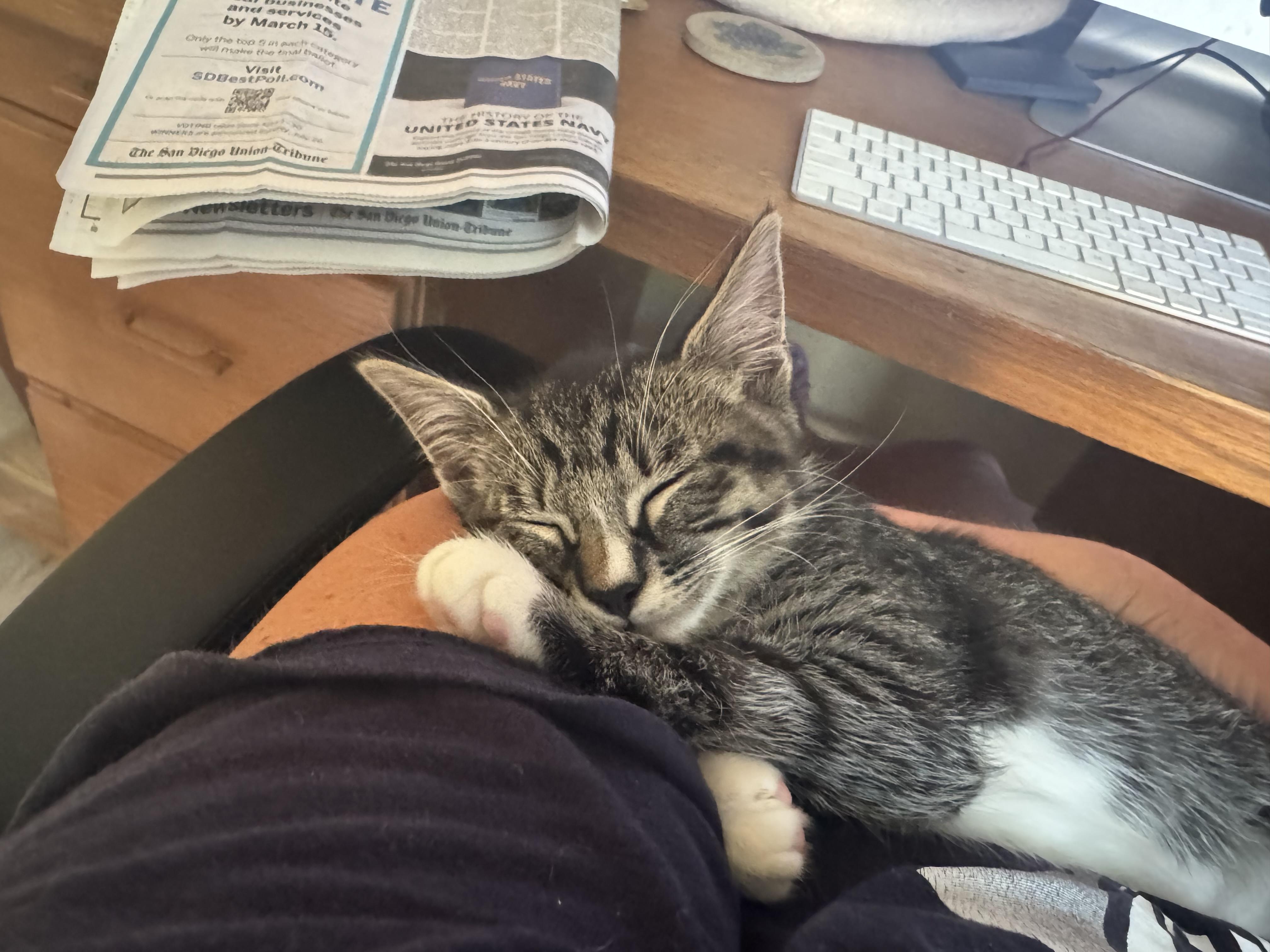 Sage, Adopted, Young Female Domestic Short Hair.