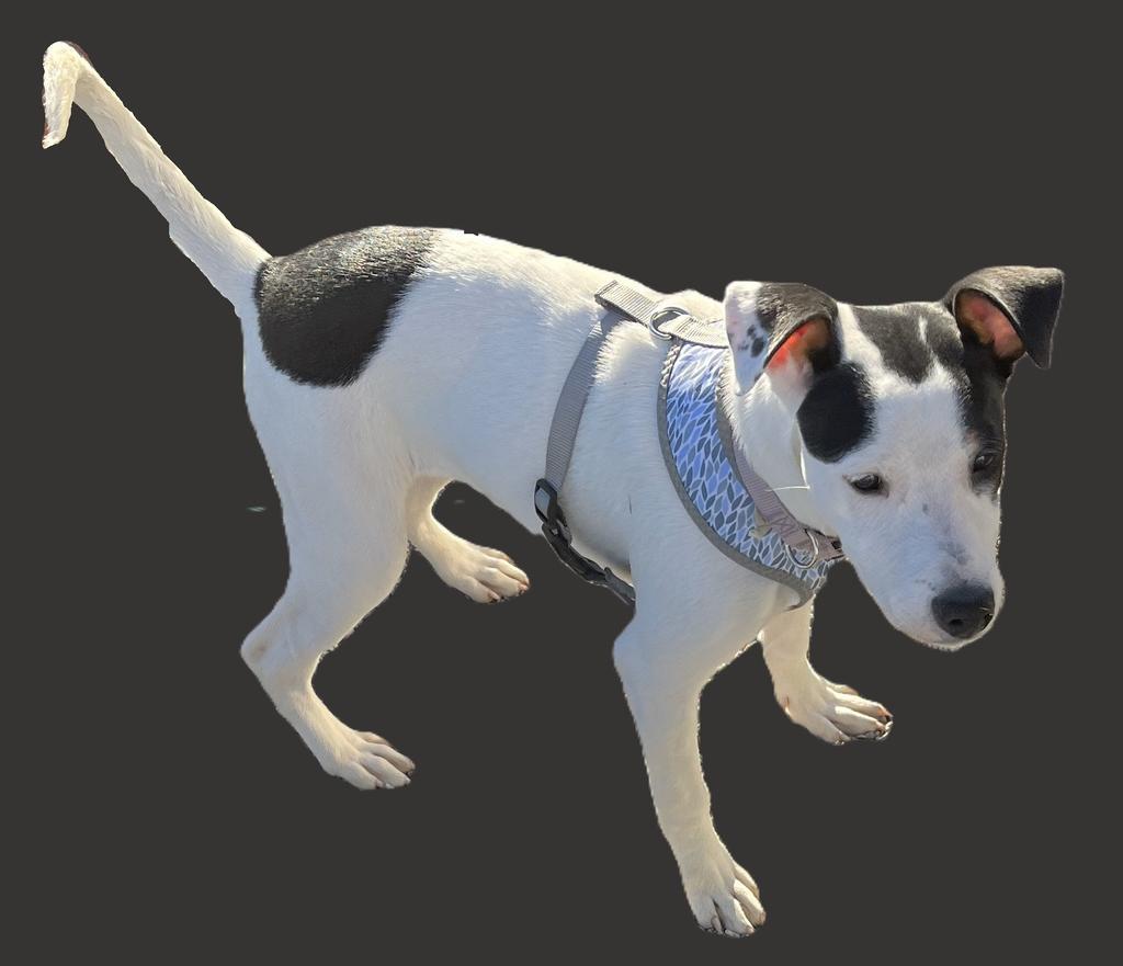 Spooky, Adoptable, Young Female Terrier & Mixed Breed.