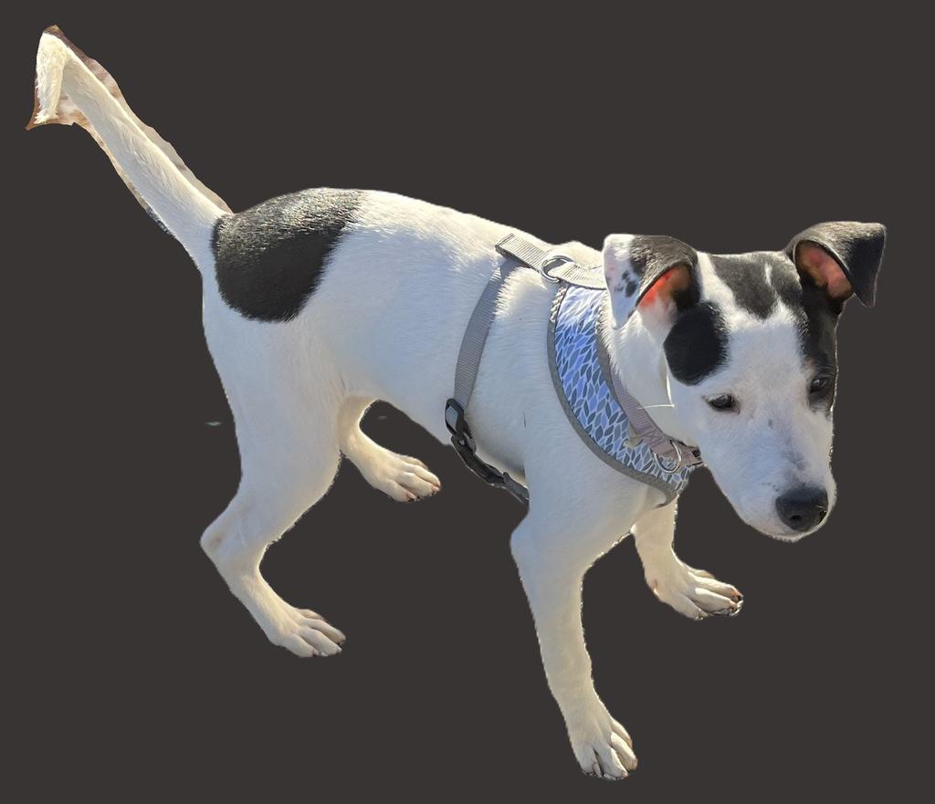 Enlarge Spooky, a Adoptable mixed breed in Pahrump, NV image 1/2