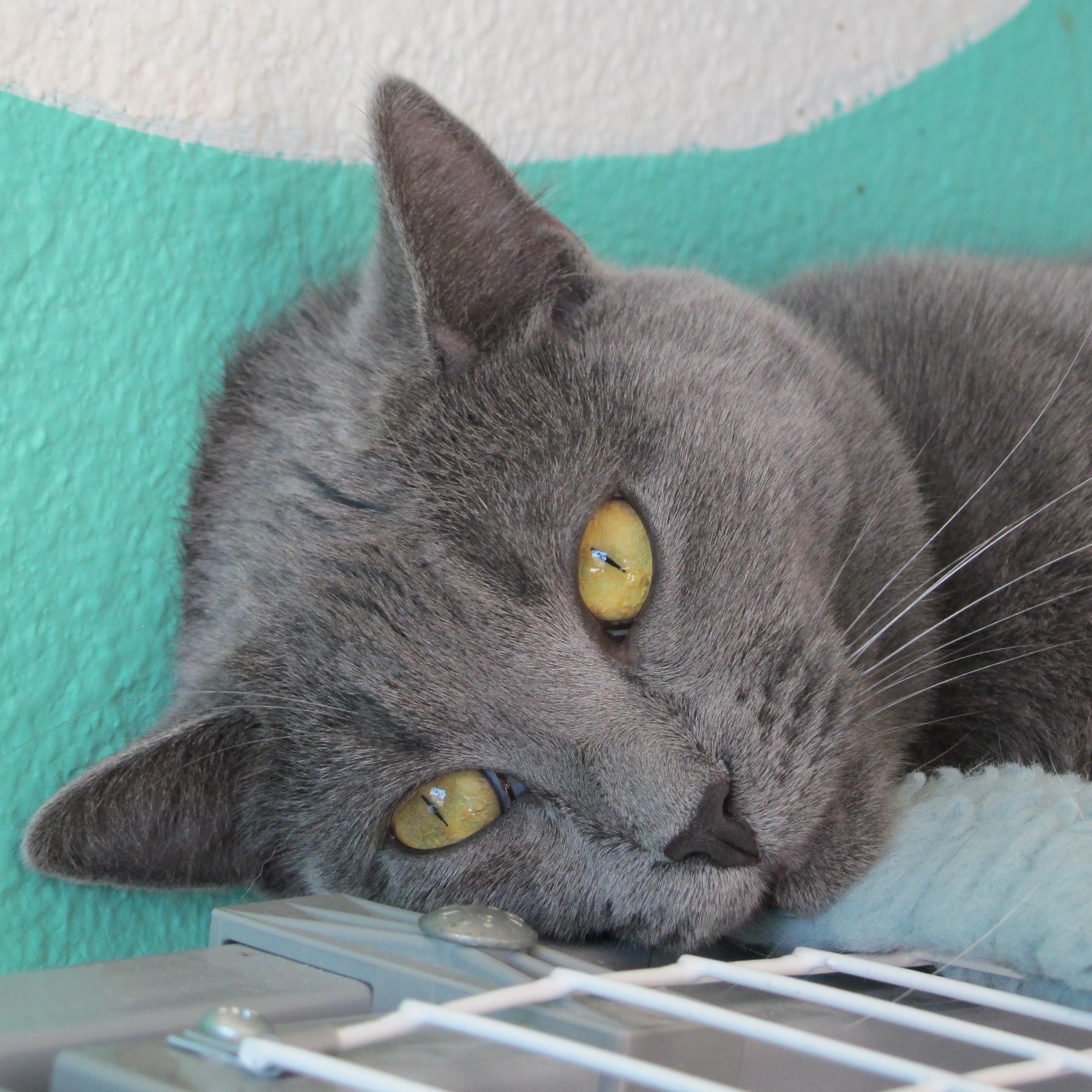 Gumdrop, a Adoptable Domestic Short Hair in Long Beach, CA image 1/2