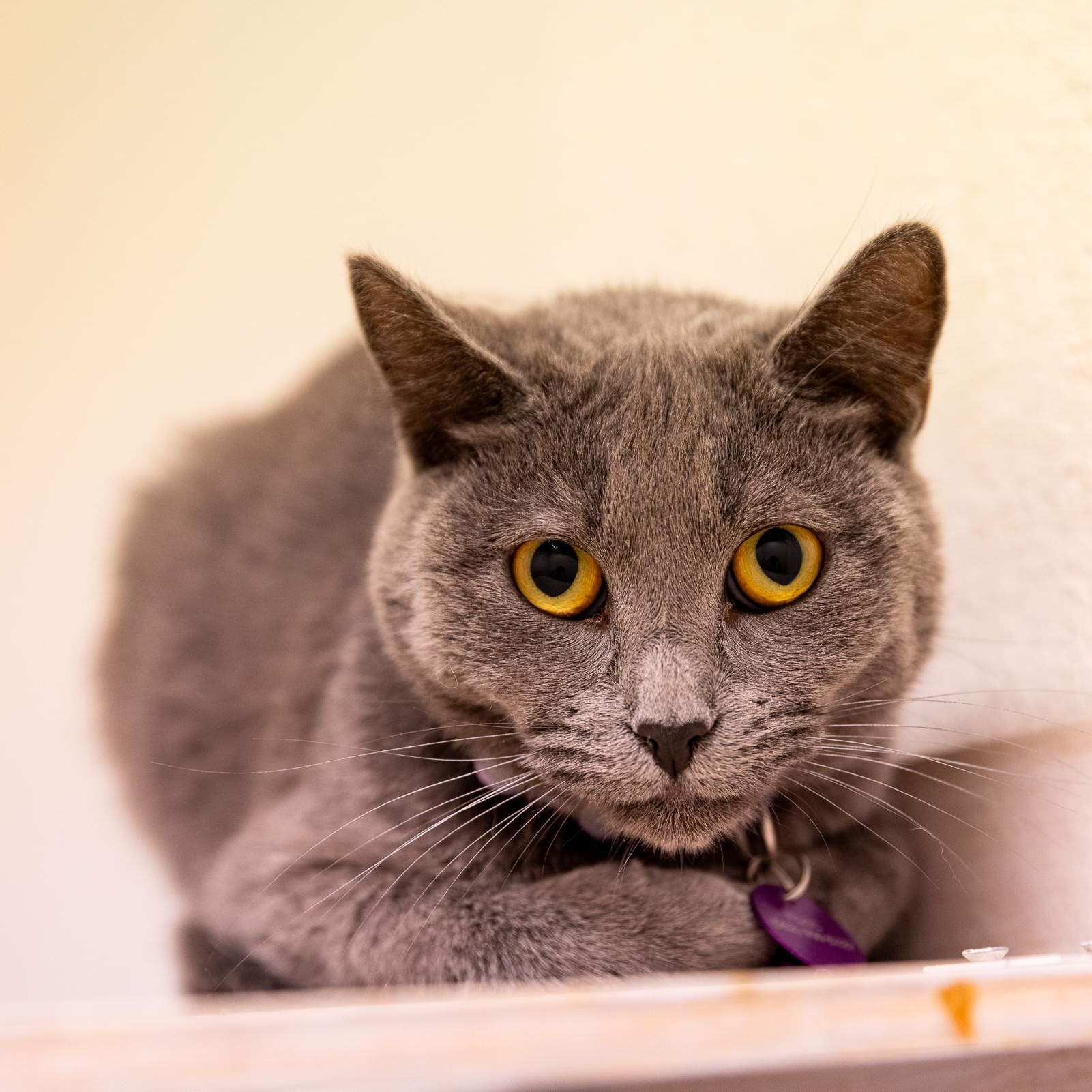 Gumdrop, a Adoptable Domestic Short Hair in Long Beach, CA image 2/2