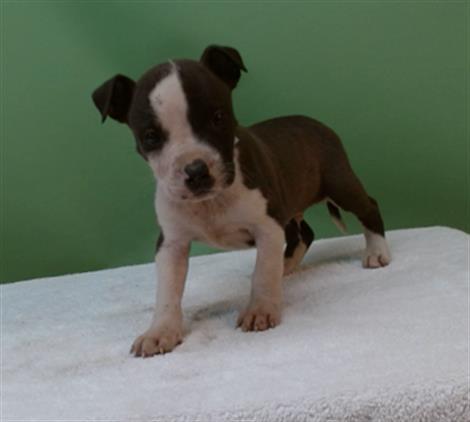 Enlarge GOOPY, a Adoptable Pit Bull Terrier in Gardena, CA image 1/2