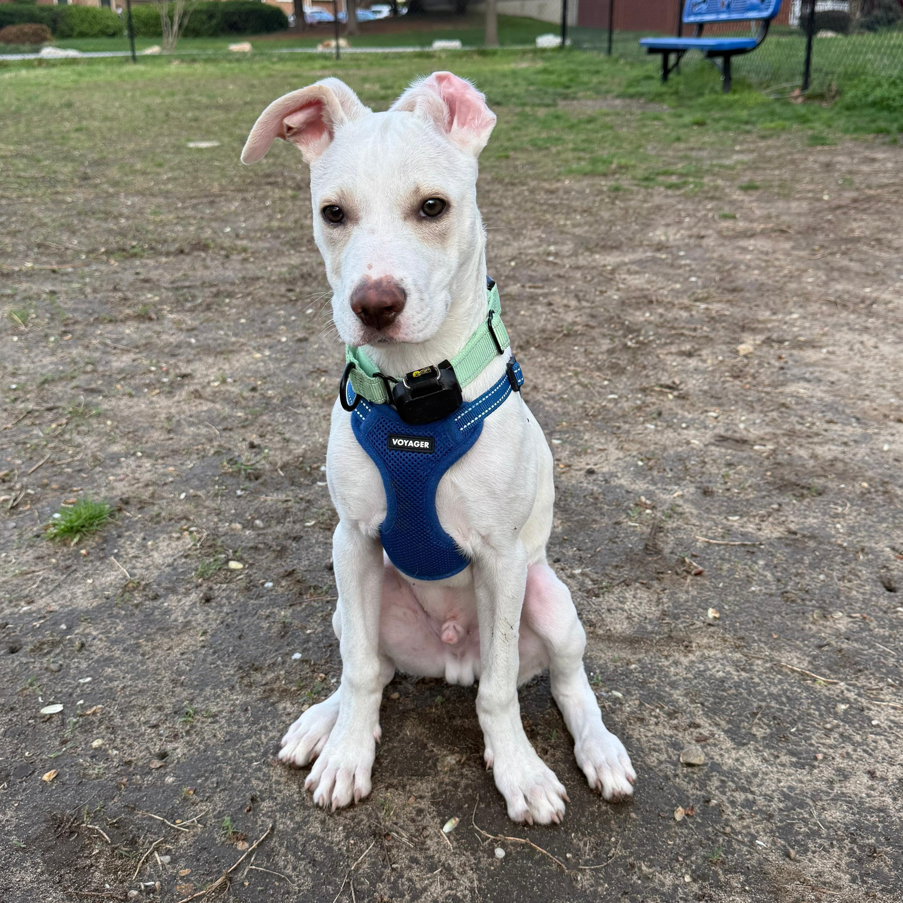 Enlarge Hayden, a Adoptable mixed breed in Annapolis, MD image 1/6