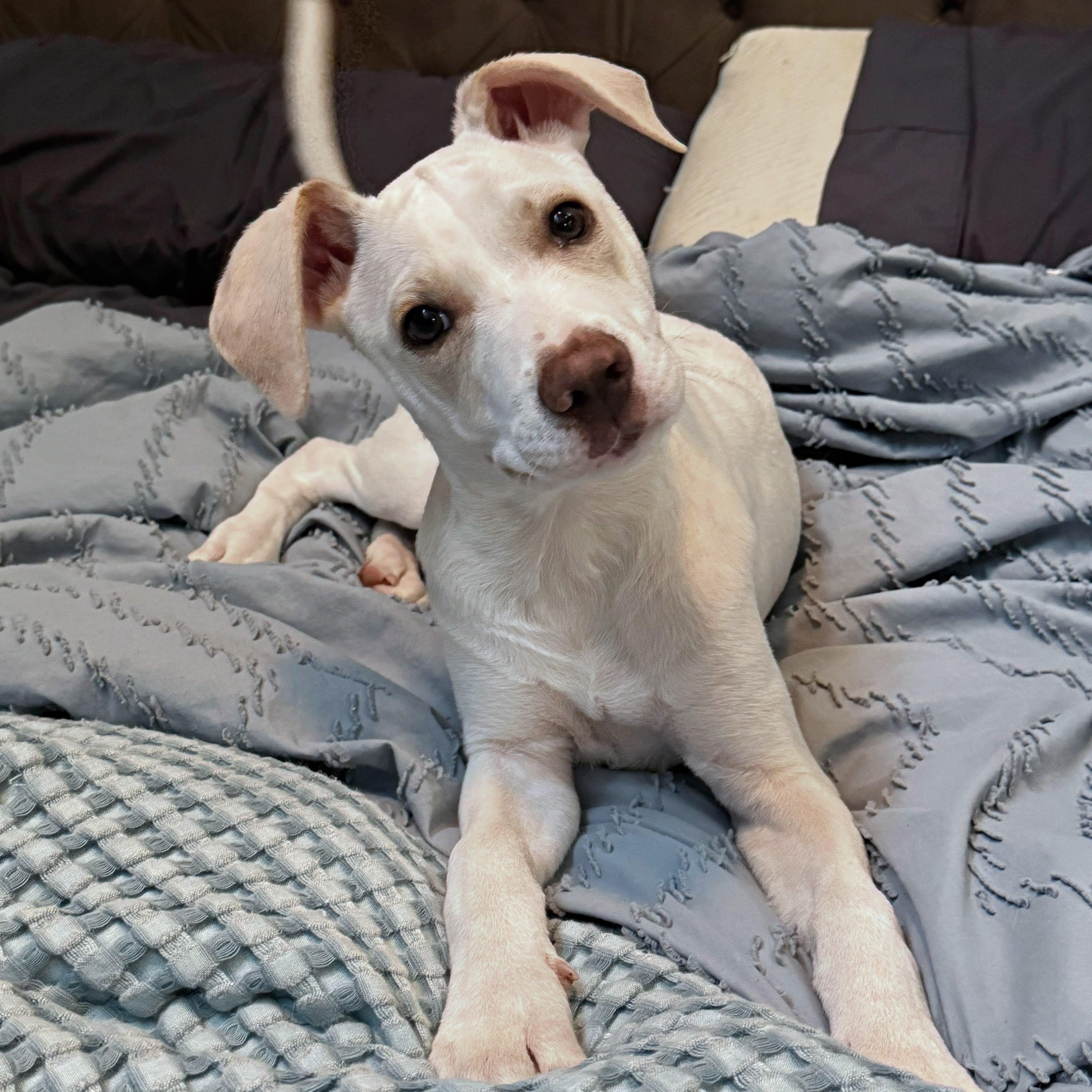 Enlarge Hayden, a Adoptable mixed breed in Annapolis, MD image 3/6