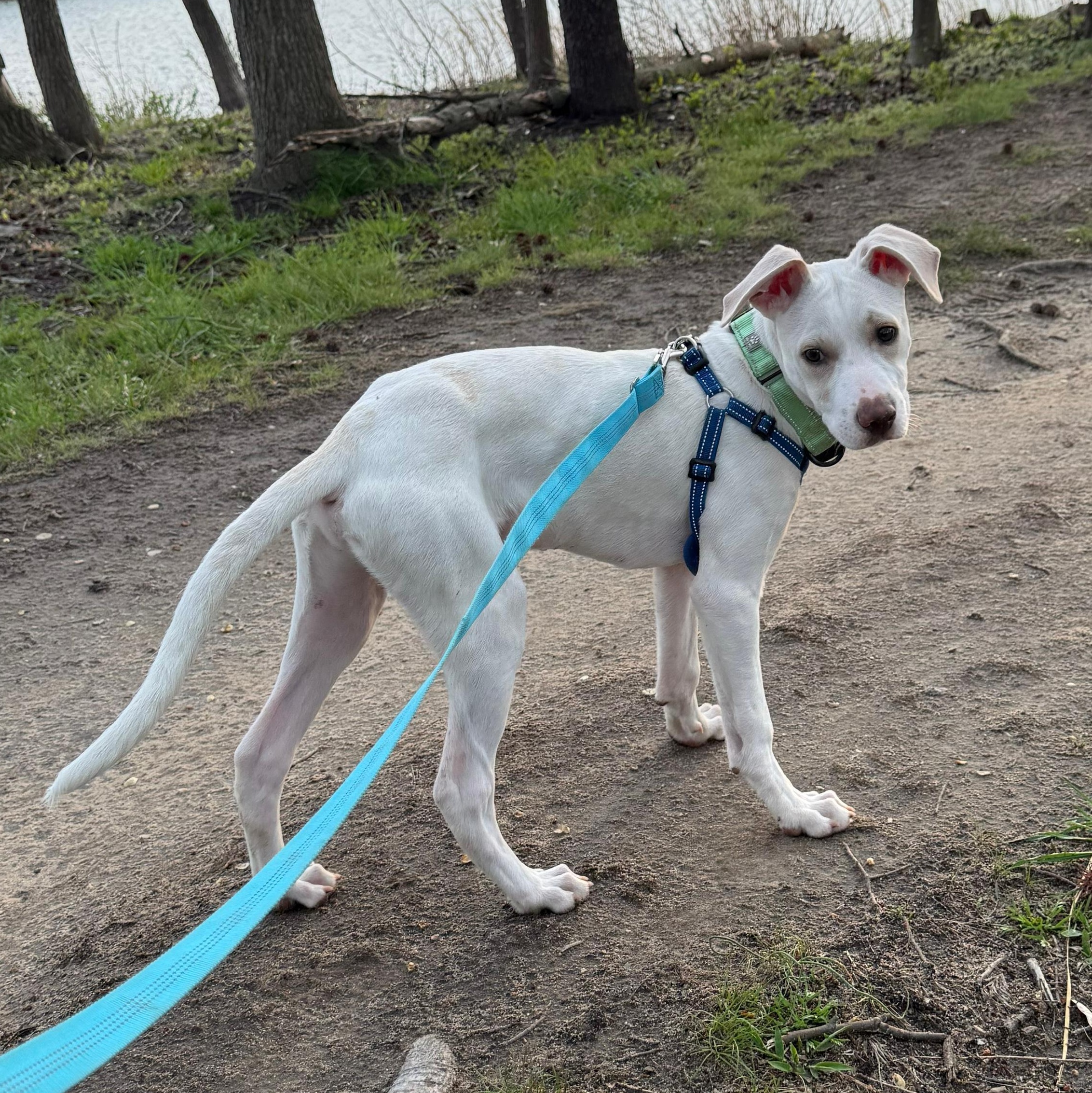 Enlarge Hayden, a Adoptable mixed breed in Annapolis, MD image 4/6